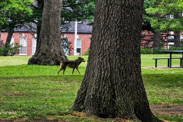 Toddler’s face bitten in coyote attack at Whitby, Ont., playground: police