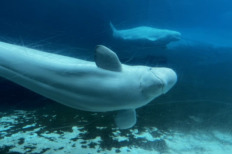U.S. approves ’emergency rescue’ plan to import Marineland’s whales and dolphins