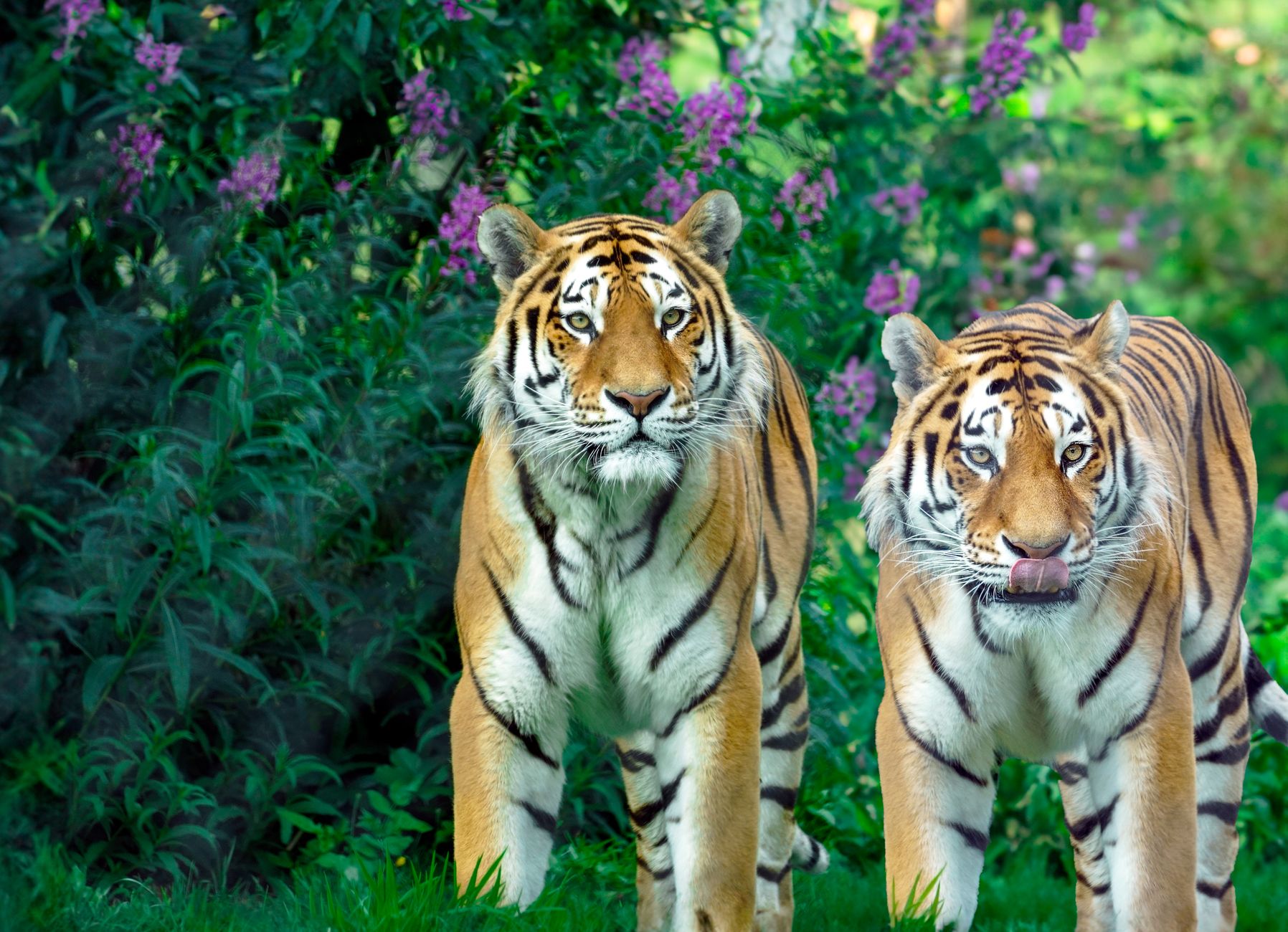 Two Bengal tigers standing in vibrant greenery with wildflowers. Captivating wildlife imagery.