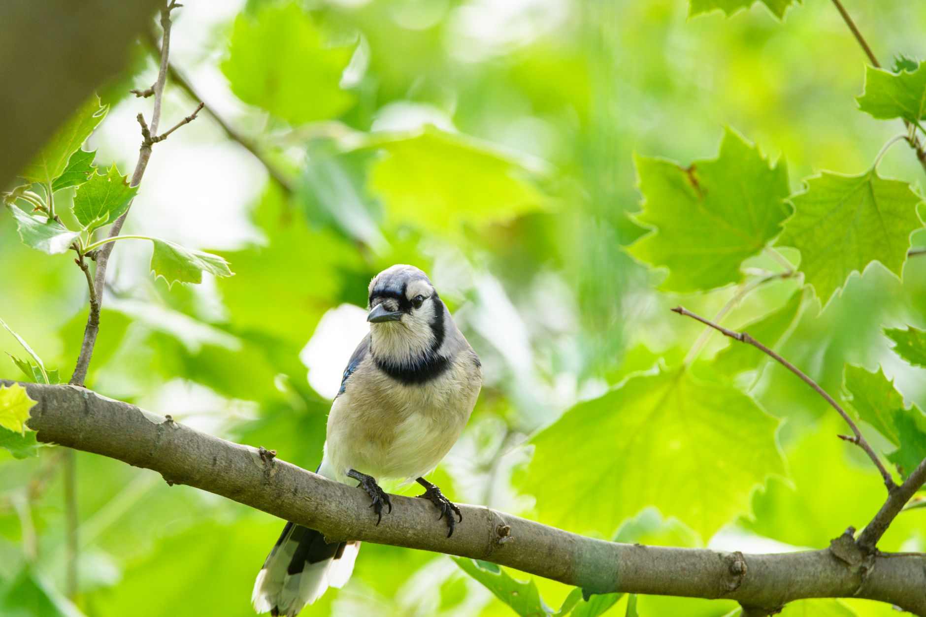 Close-up of a Blue Jay bird sitting on a tree branch surrounded by vibrant green leaves.