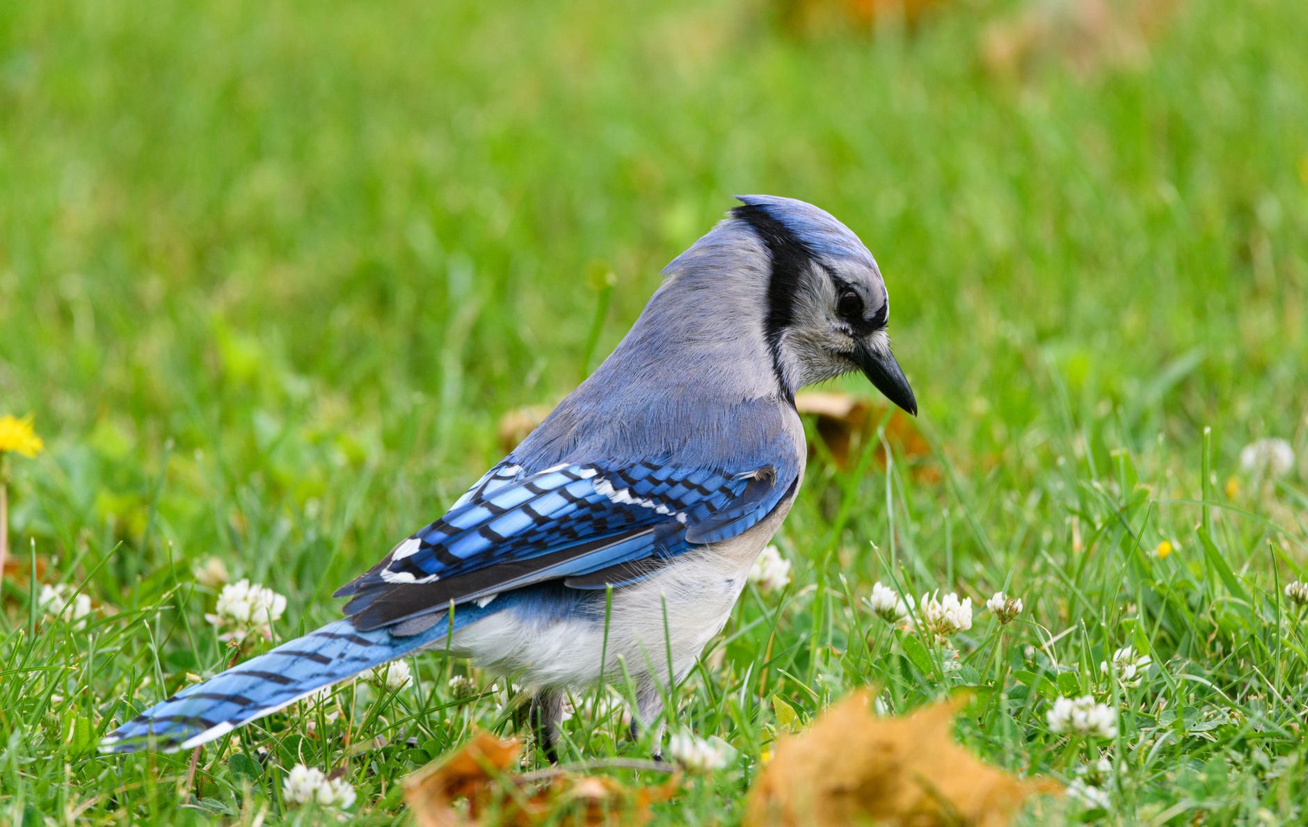 A Blue Jay (Cyanocitta cristata) perched on a grassy field with clover flowers.