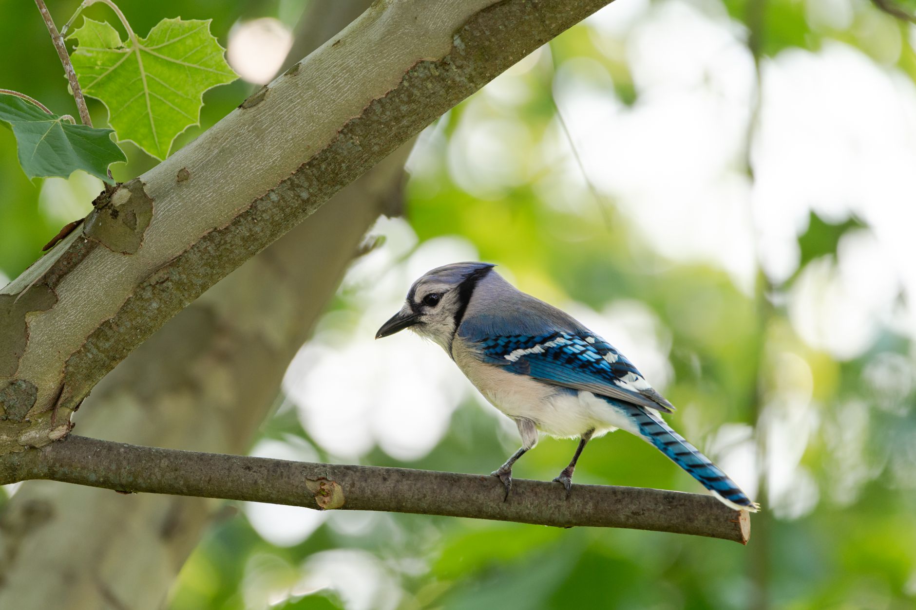 A striking blue jay perched on a tree branch amid lush green leaves.
