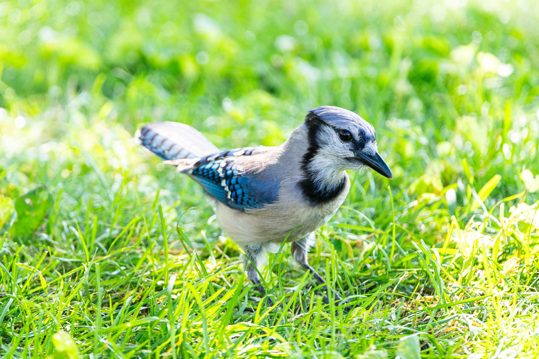 A stunning blue jay (Cyanocitta cristata) perched on vibrant green grass in Canonsburg, Pennsylvania.