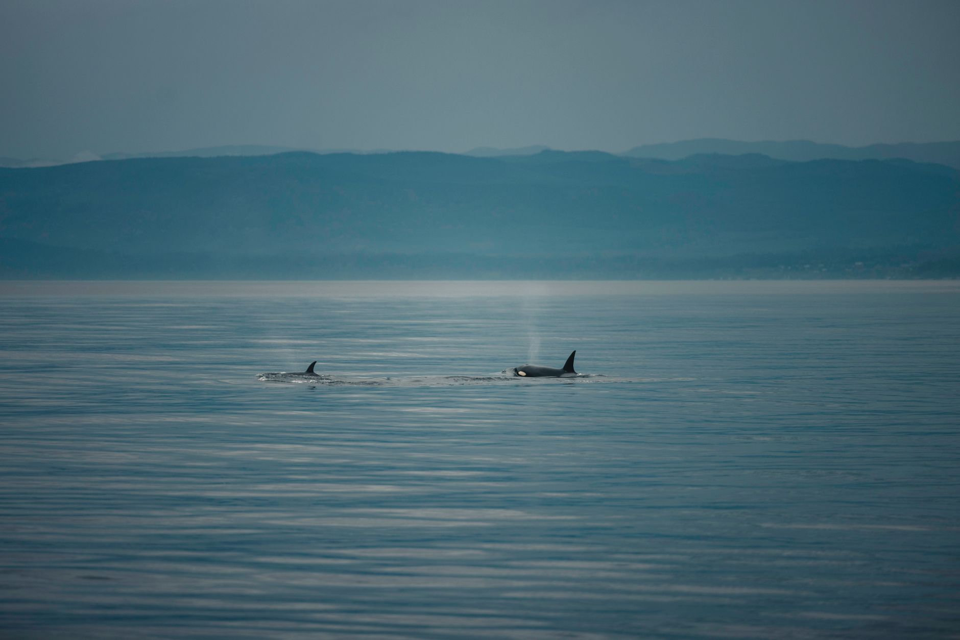 Serene view of orcas swimming in tranquil waters under a misty, mountainous backdrop.