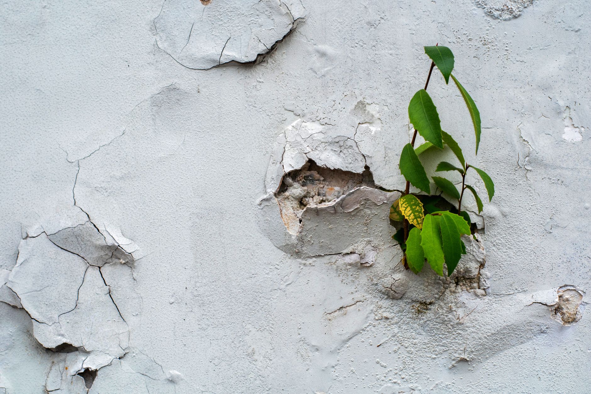 A small plant emerges from a crack in an old weathered wall, symbolizing resilience.