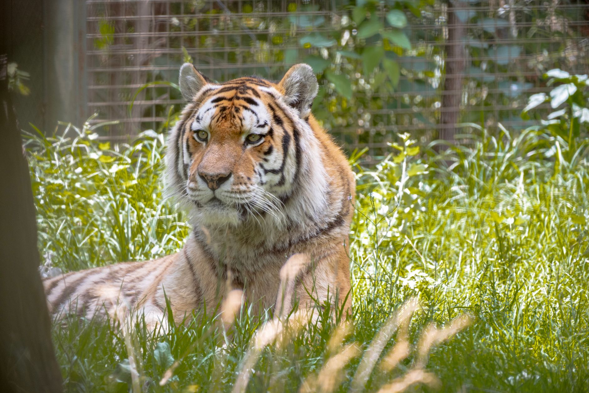 A tranquil tiger resting in lush greenery at Bursa Zoo, Türkiye, showcasing the beauty of wildlife.