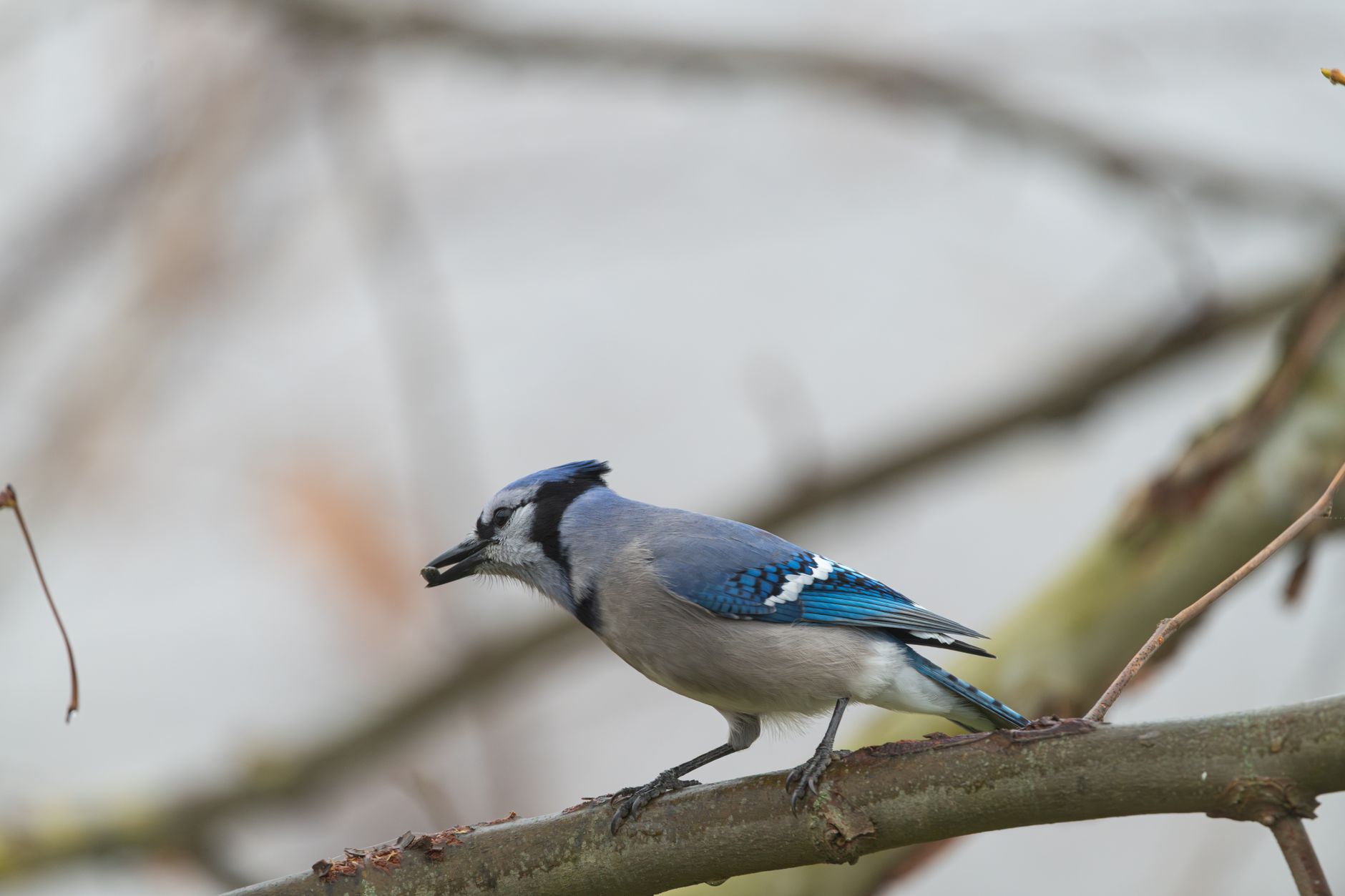 Blue Jay (Cyanocitta cristata) perched gracefully on a tree branch during daytime.