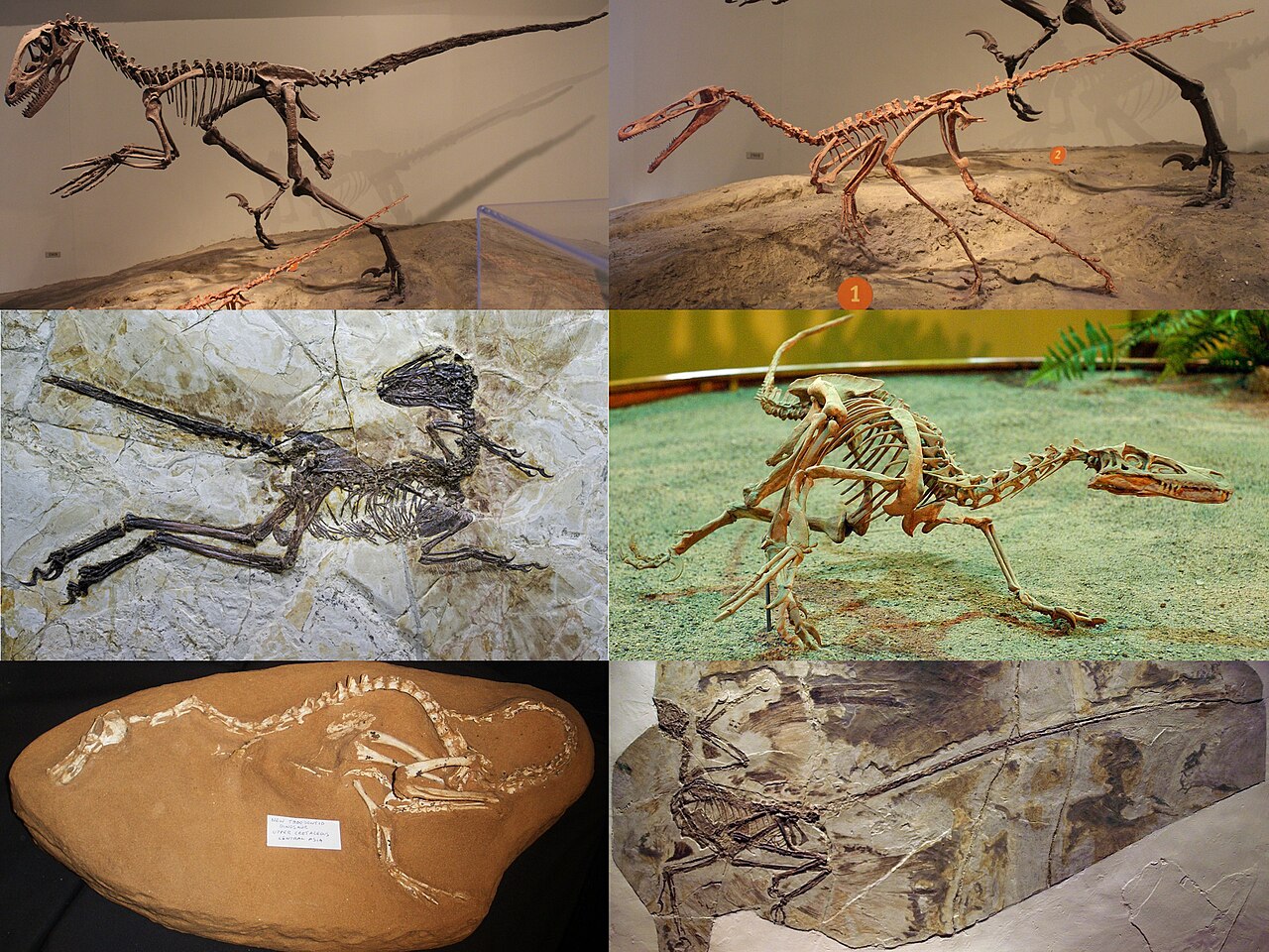 Raptors