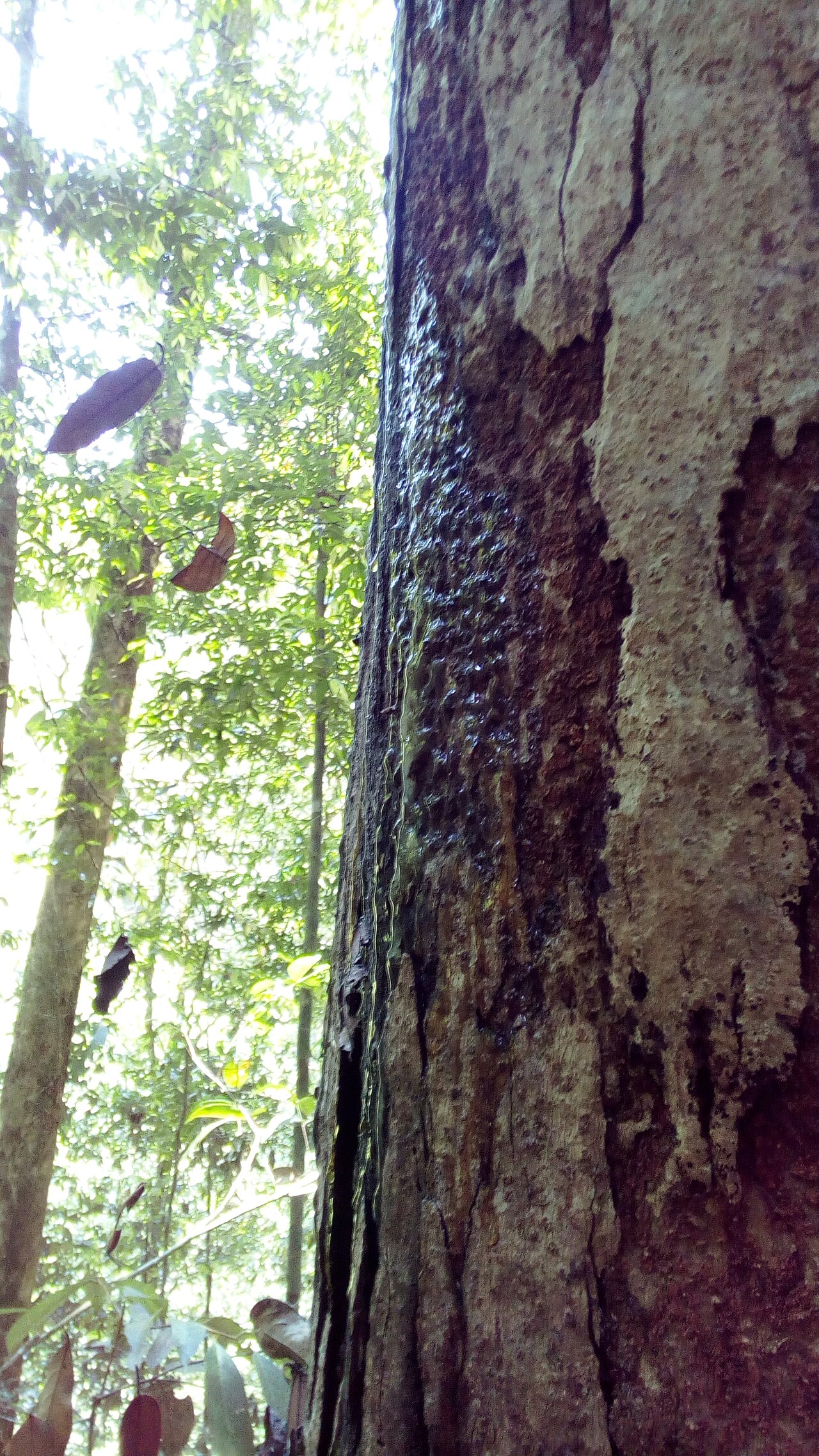 Energized Leafs
