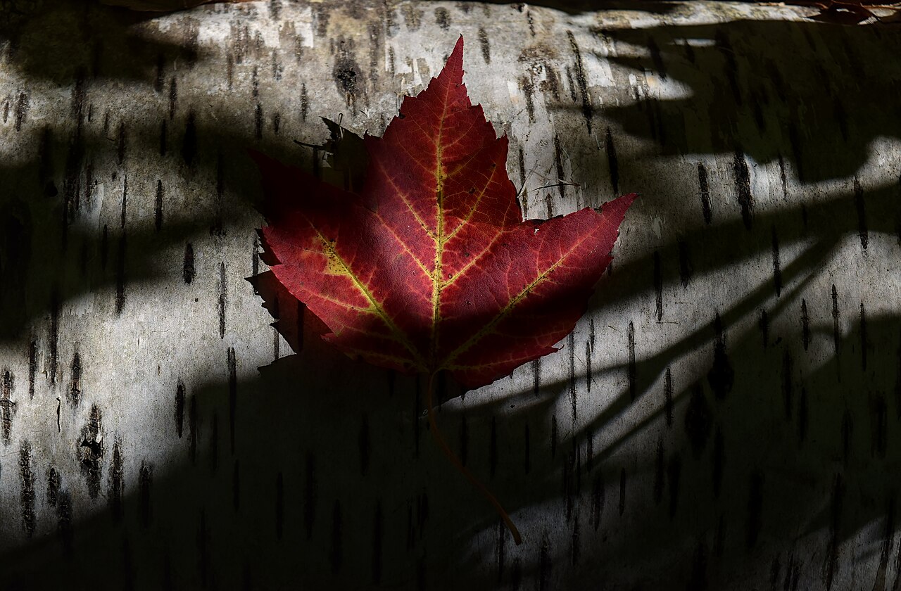 Maple Leafs